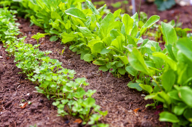 Jardin de salade